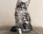 Кошки в Тюмени: Котята мейн-кун с документами Мальчик, 25 000 руб. - фото 6