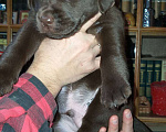 Собаки в Малоярославце: Чистокровные шоколадные медвежата - щенки лабрадора Девочка, 45 000 руб. - фото 1