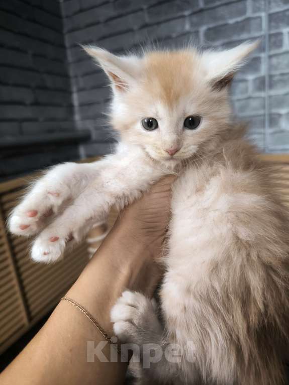 Кошки в Москве: Кот мейн-кун красный дым Мальчик, 60 000 руб. - фото 2