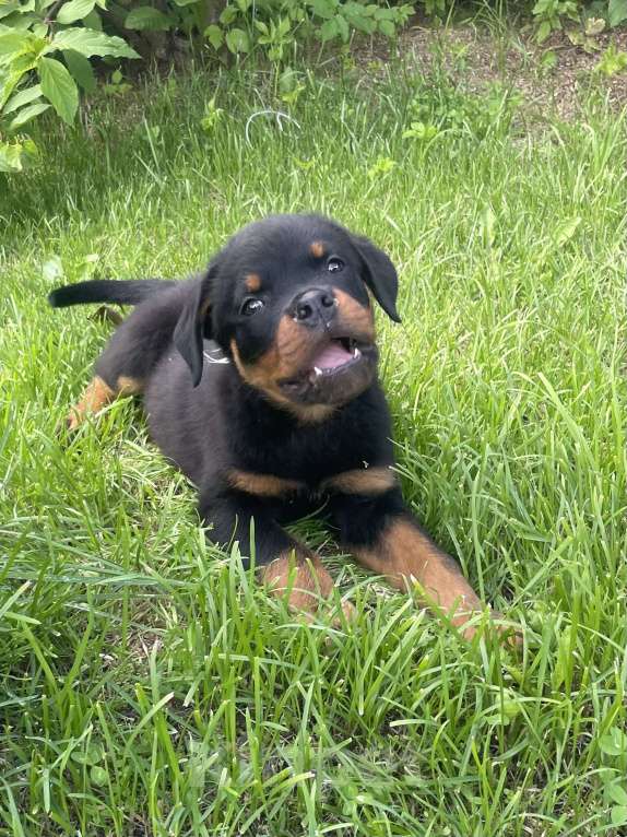 Собаки в других городах Ленинградской области: Щенок ротвейлера Мальчик, 50 000 руб. - фото 6
