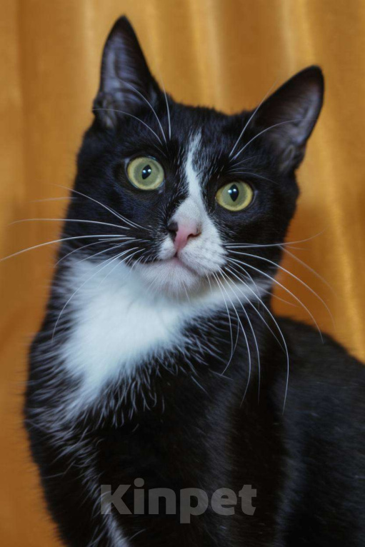 Кошки в Москве: Малыш Тоша мечтает о доме Мальчик, Бесплатно - фото 3