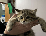 Кошки в Домодедово: Котята в добрый руки  Мальчик, 100 руб. - фото 2
