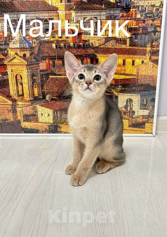 Кошки в Москве: Абиссинский котенок  Мальчик, 50 000 руб. - фото 3