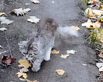 Кошки в Москве: Найден кот(кошка) пушистый полосатый серый Мальчик, Бесплатно - фото 3