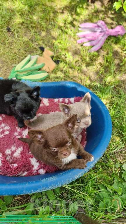 Собаки в Наро-Фоминске: Щенок чихуахуа шоко девочка Девочка, 100 000 руб. - фото 6