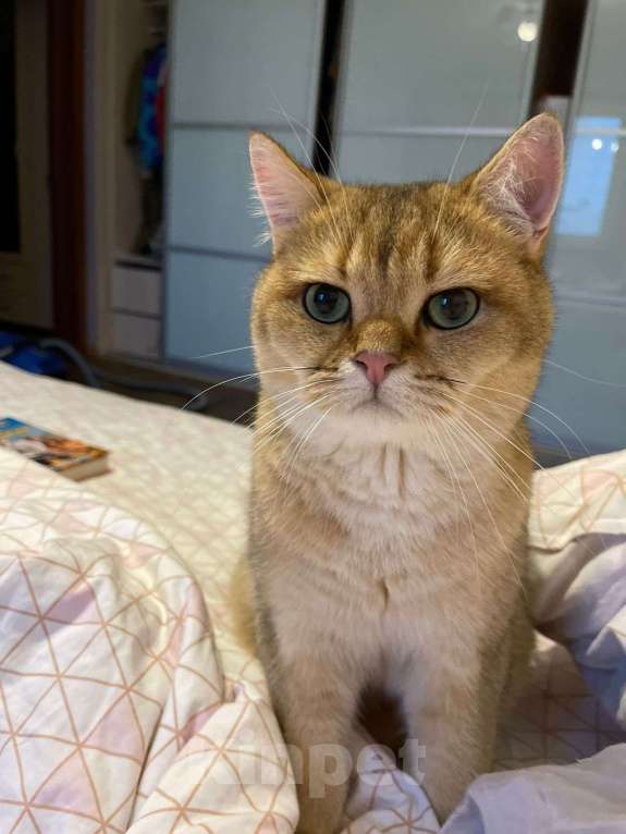 Кошки в Мытищах: Симба Мальчик, Бесплатно - фото 2