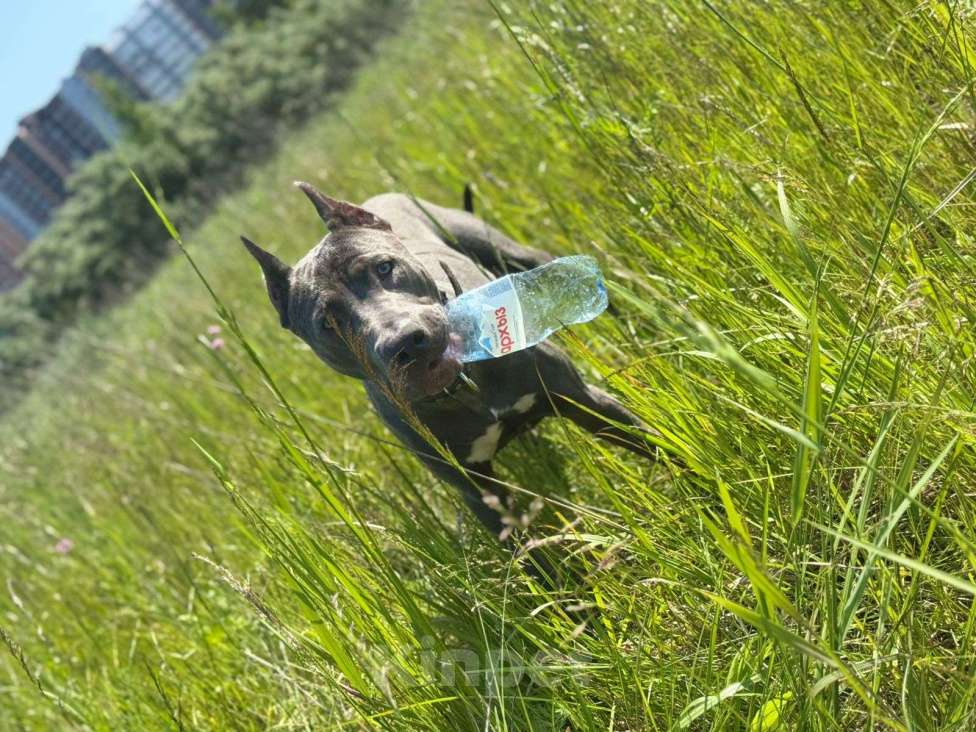 Собаки в Санкт-Петербурге: В добрые руки чудесного мальчика Мальчик, Бесплатно - фото 5
