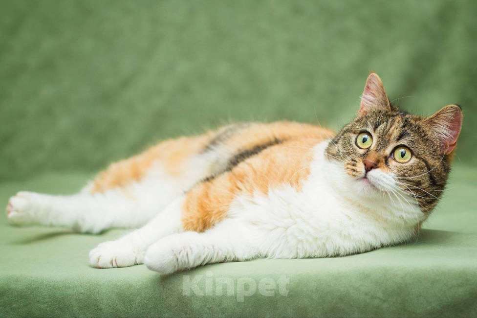 Кошки в Москве: Габи ищет дом Девочка, Бесплатно - фото 3