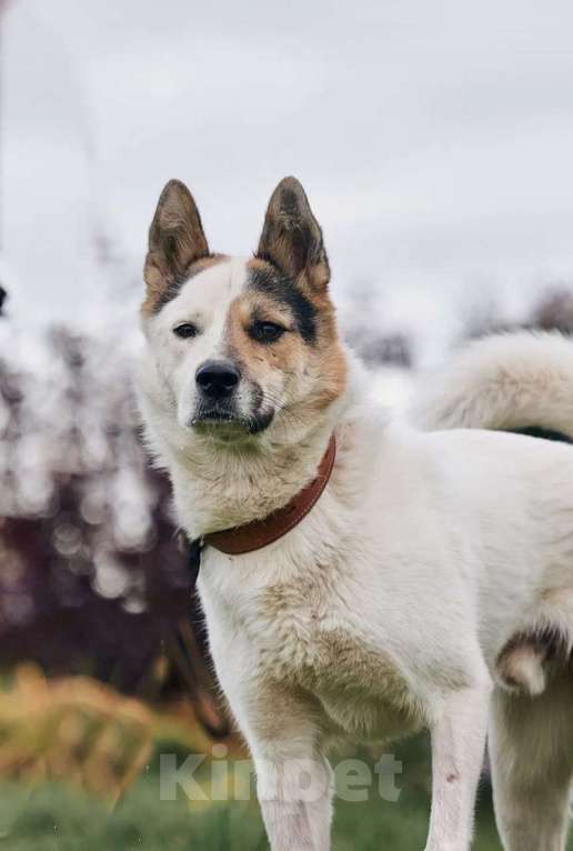 Собаки в Сергиеве Посаде: Айс якутенок в добрые руки Мальчик, Бесплатно - фото 9