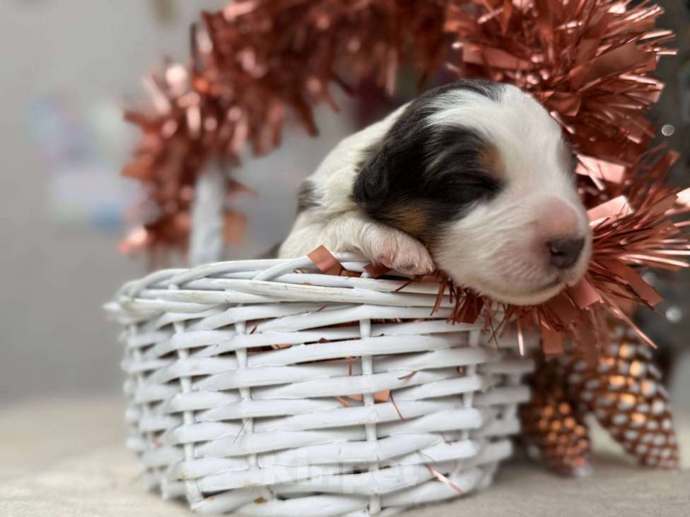Собаки в других городах Московской области: Брауни Девочка, 80 000 руб. - фото 4