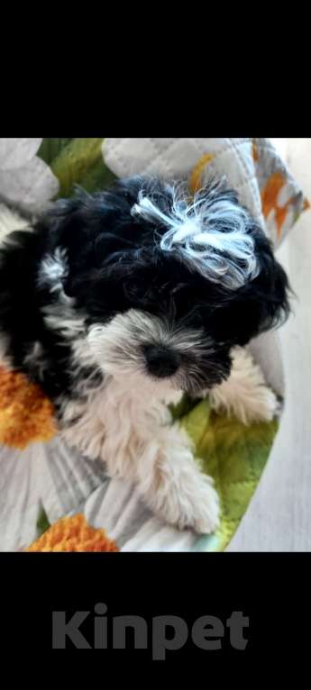 Собаки в Наро-Фоминске: Мальтипу Мальчик, 30 000 руб. - фото 3