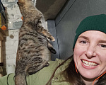 Кошки в Дубне: Кошки подростки: Двое из ларца одинаковых с лица  Девочка, 10 руб. - фото 6