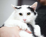 Кошки в Москве: Белый молодой нежный котик Рошфор в добрые руки Мальчик, 1 руб. - фото 3