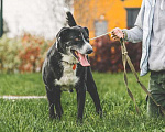Собаки в Подольске: Одинокий приютский пес Пушок хочет найти хозяев! Мальчик, Бесплатно - фото 3