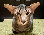 Кошки в Люберцах: Кот приглашает кошку на вязку, 1 руб. - фото 2