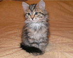 Кошки в Ливны: Сибирские котята, 5 000 руб. - фото 3