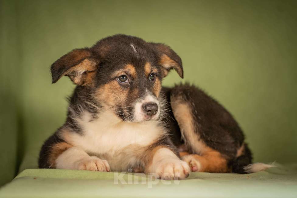 Собаки в Клине: Каштан - важный малыш Мальчик, Бесплатно - фото 6