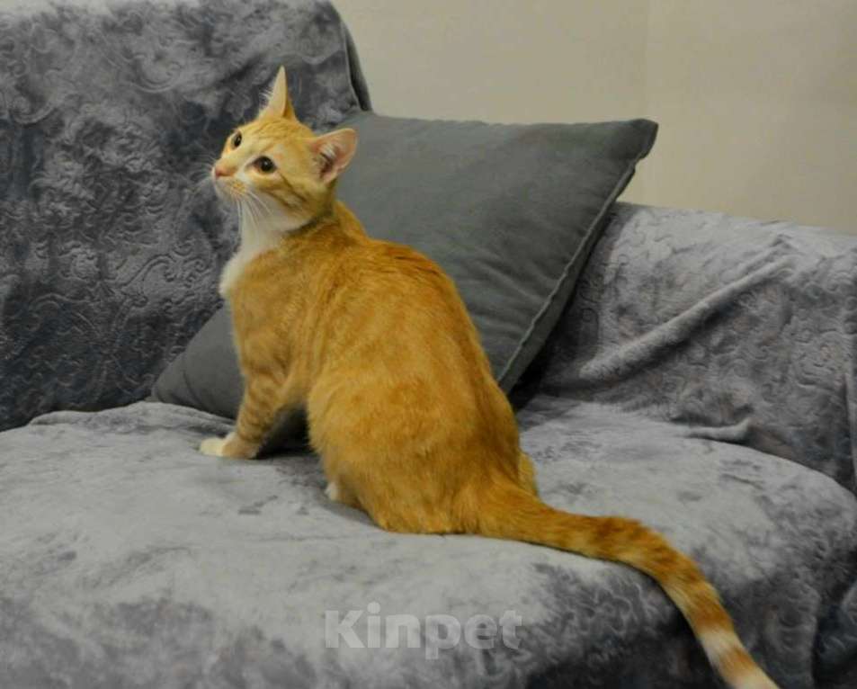 Кошки в Санкт-Петербурге: Рыженький скромный и игривый ласкуша Мальчик, Бесплатно - фото 5