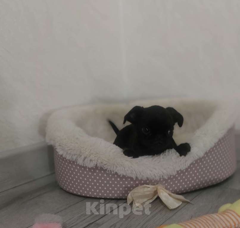 Собаки в Москве: Мальчик брабансона  Мальчик, 40 000 руб. - фото 2