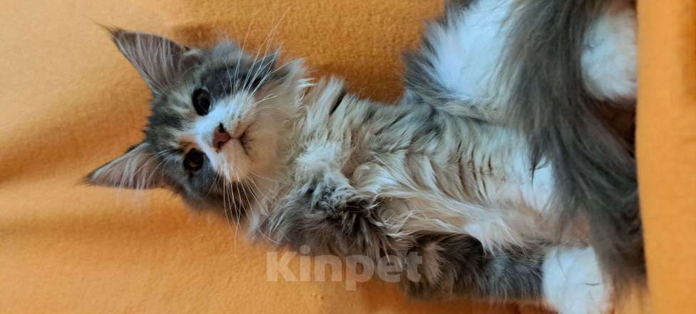 Кошки в Москве: Маленькие рыси Девочка, Бесплатно - фото 4