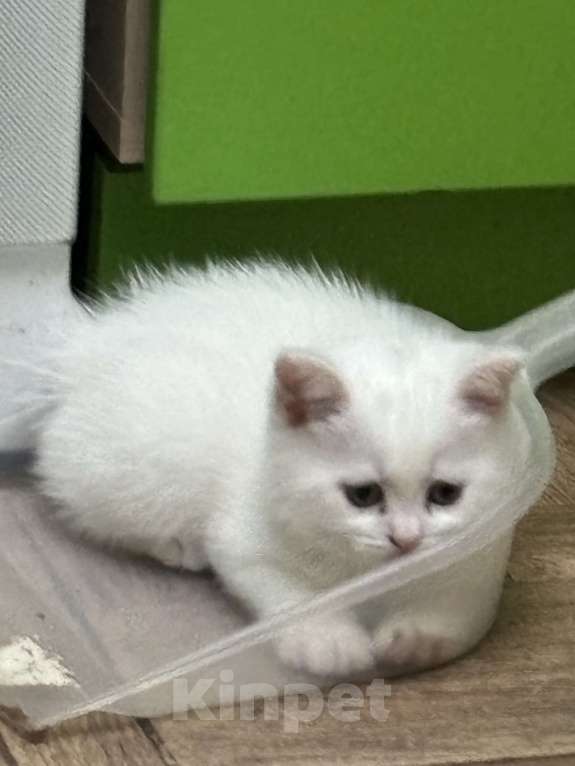 Кошки в Новороссийске: Кошечка прямоухая  Девочка, Бесплатно - фото 1