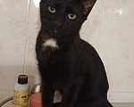 Кошки в Москве: Марик ищет дом! Мальчик, Бесплатно - фото 2
