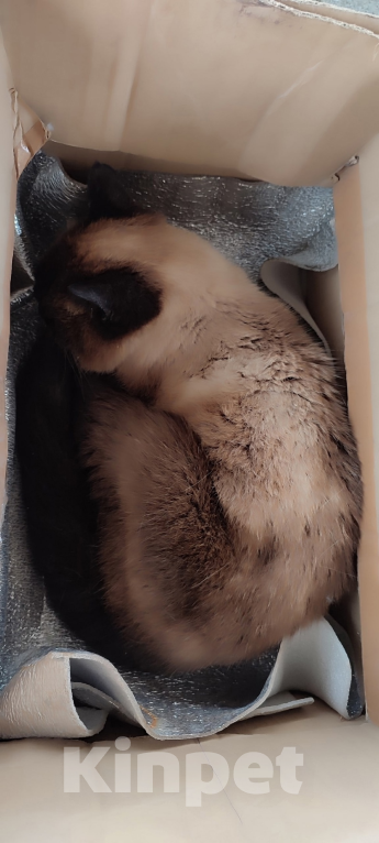 Кошки в Качканаре: Потерянная кошка в глубине посёлка Девочка, Бесплатно - фото 3