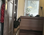 Собаки в Москве: помесь немецкой овчарки Девочка, Бесплатно - фото 1