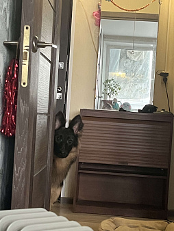 помесь немецкой овчарки