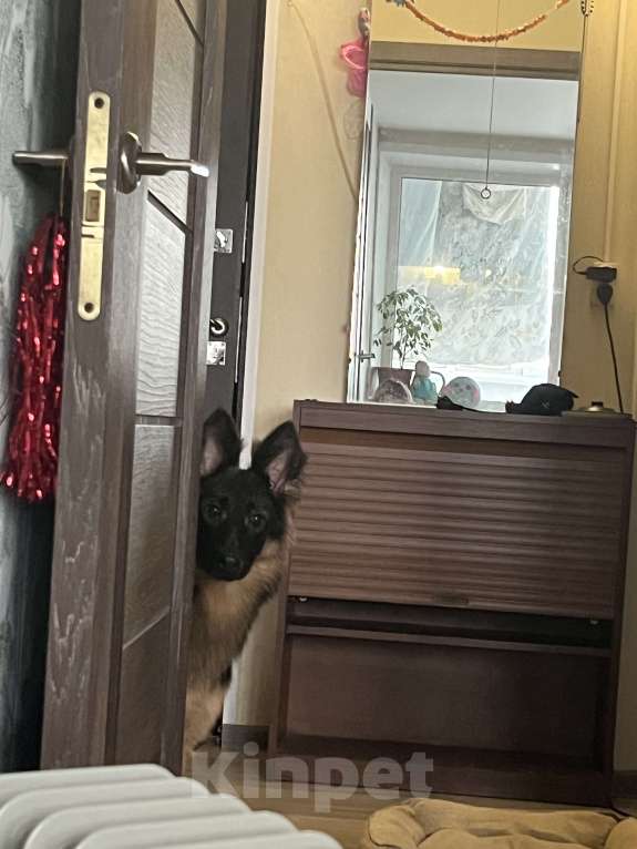 Собаки в Москве: помесь немецкой овчарки Девочка, Бесплатно - фото 1