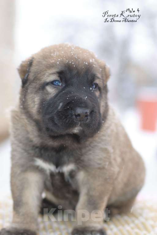 Собаки в Саратове: Роскошный кобель сао Мальчик, Бесплатно - фото 1