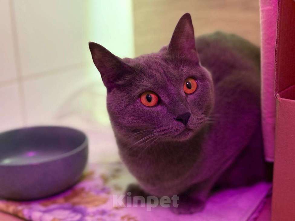 Кошки в Севастополе: Плюшевая молодая кошечка ищет дом Девочка, Бесплатно - фото 5