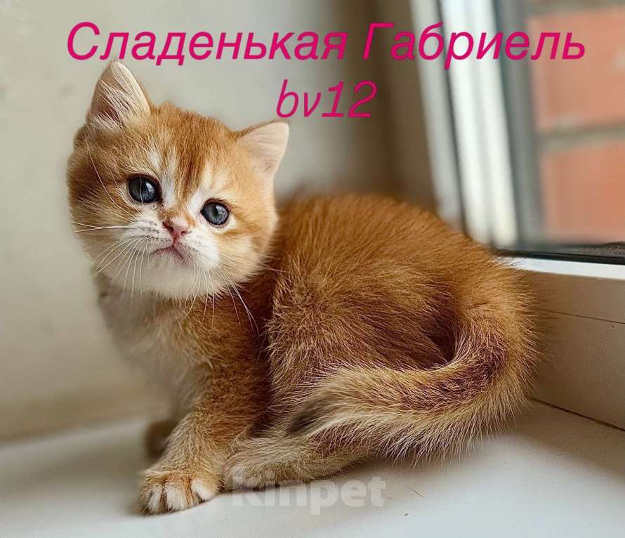 Кошки в Оренбурге: Британские котята золотая шоколадная шиншилла Разнополые, Бесплатно - фото 2