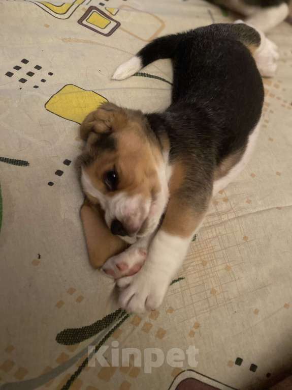 Собаки в Ростове-на-Дону: Девочка бигль  Девочка, 20 000 руб. - фото 7