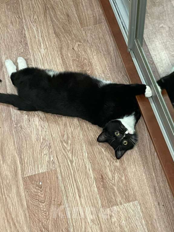 Кошки в Москве: отдам котенка в добрые руки Мальчик, Бесплатно - фото 1