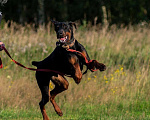 Собаки в Москве: Доберман Герман ищет семью Мальчик, Бесплатно - фото 3