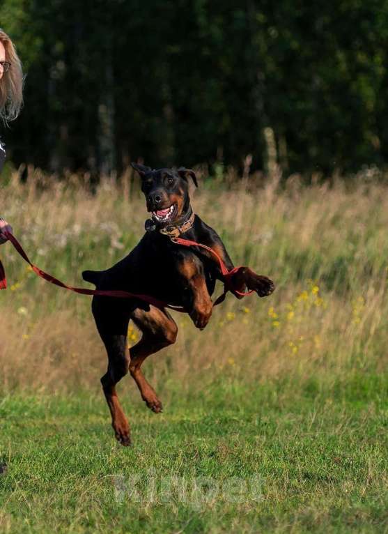 Собаки в Москве: Доберман Герман ищет семью Мальчик, Бесплатно - фото 3