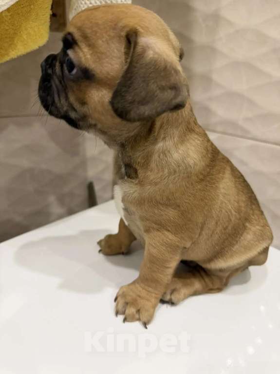 Собаки в Москве: Французский бульдог щенки Мальчик, 28 000 руб. - фото 2