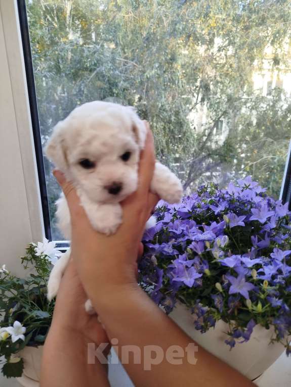 Собаки в Омске: Мальчик Мальчик, 50 000 руб. - фото 2