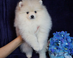 Собаки в Москве: Мальчик померанского шпица Мальчик, 30 000 руб. - фото 3