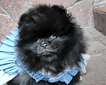 Собаки в Раменском: ❤‍🔥Мини девочка померанского шпица.  Девочка, 50 000 руб. - фото 4