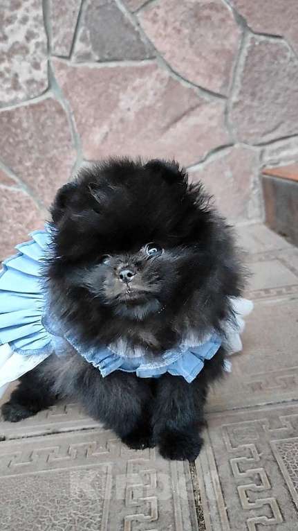 Собаки в Раменском: ❤‍🔥Мини девочка померанского шпица.  Девочка, 50 000 руб. - фото 4