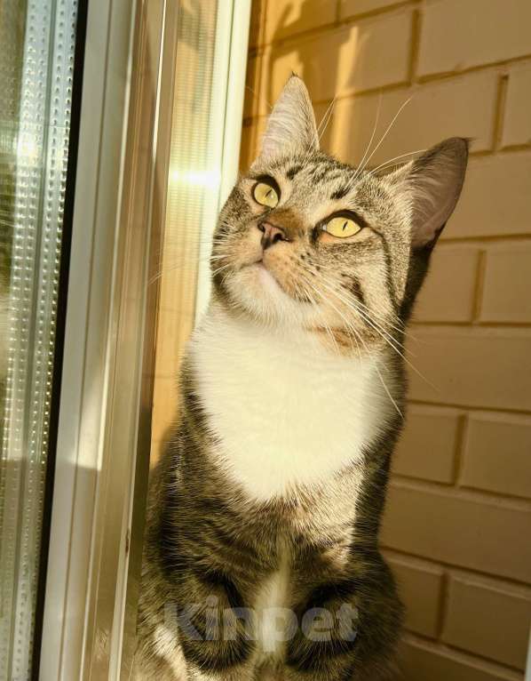 Кошки в Москве: Роскошный полосатый котик Кекс в добрые руки Мальчик, Бесплатно - фото 7