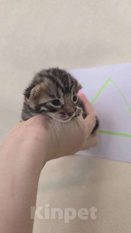 Кошки в Ростове-на-Дону: Бенгал в поиске мамы и папы Девочка, 60 000 руб. - фото 1