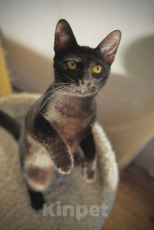 Кошки в Санкт-Петербурге: Багира ищет дом! Девочка, Бесплатно - фото 5