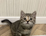 Кошки в Москве: Котенок в добрые руки Девочка, Бесплатно - фото 6