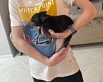 Собаки в Казани: Ярик ищет хозяев  Мальчик, Бесплатно - фото 1