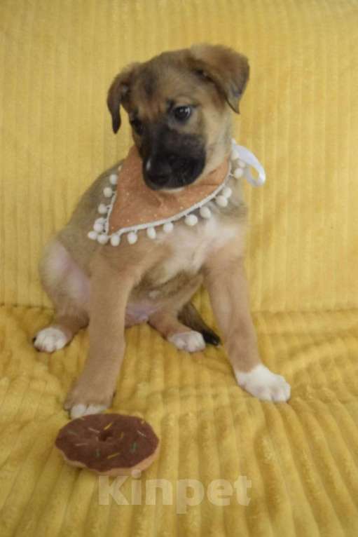 Собаки в Санкт-Петербурге: Братик и сестрички ищут дом!! Девочка, Бесплатно - фото 5