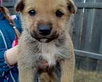Собаки в Иркутске: Срочно! Помогите пристроить щенят! Девочка, Бесплатно - фото 3