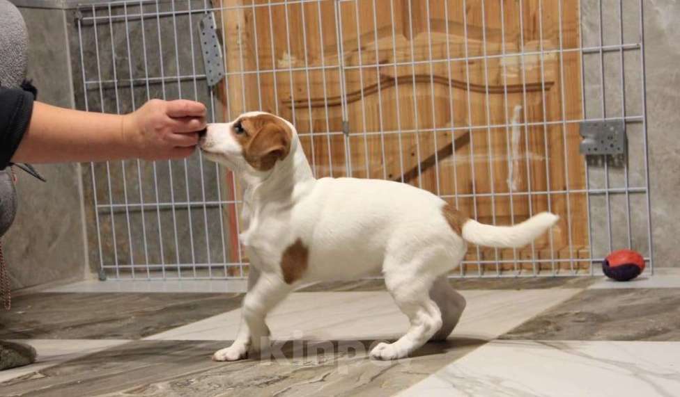 Собаки в Вятском Поляне: Продаю щенка Джек Рассел терьер девочка Девочка, 15 000 руб. - фото 1